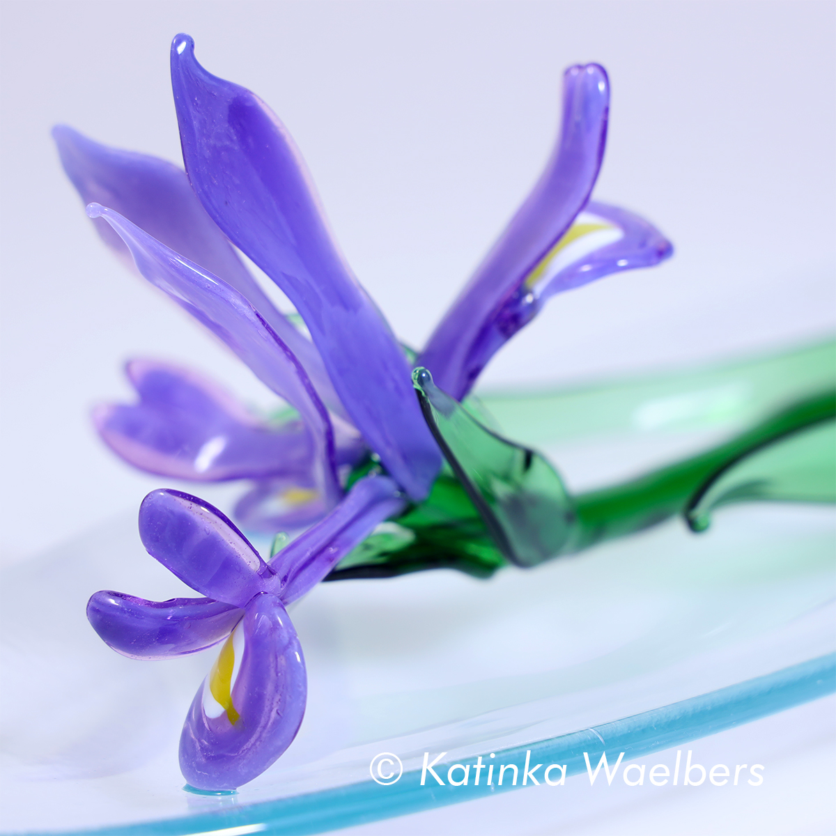 Blauwe iris insta
